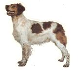 Double Sided Dog Decal Brittany