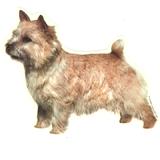 Double Sided Dog Decal Norwich Terrier Standing