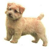 Double Sided Dog Decal Norfolk Terrier Standing