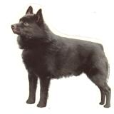 Double Sided Dog Decal Schipperke Standing