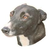 Double Sided Dog Decal Greyhound Grey Face