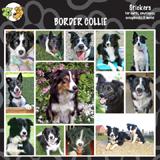 Arf Art Dog Sticker Pack Border Collie