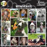 Arf Art Dog Sticker Pack Weimaraner