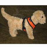 Comfort Control Dog Harness Orange XSmall