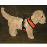 Comfort Control Dog Harness Orange Medium