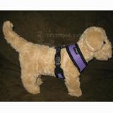 Comfort Control Dog Harness Purple XLarge