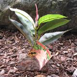Tropical Terrace Small Rubber Terrarium Plant
