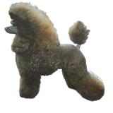 Double Sided Dog Decal Poodle Standard