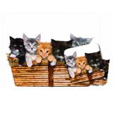 Mouse Pad and Coaster Set Cat Lover