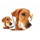 Mouse Pad and Coaster Set Golden Retriever