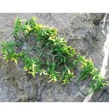 Exo Terra Croton Terrarium Plant Medium