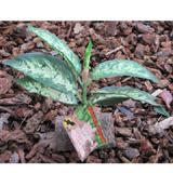 Tropical Terrace Sm Greenleaf Terrarium Plant