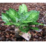 Tropical Terrace Big Leaf Terrarium Plant