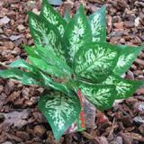 Tropical Terrace Sharp Leaf Terrarium Plant