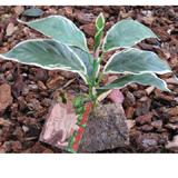 Tropical Terrace Hosta Terrarium Plant