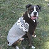 Handmade Dog Sweater Wool Aspen Grey Medium