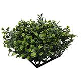 Fluval Chi Boxwood Aquarium Plant