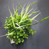 Fluval Chi Boxwood Tall Grass Aquarium Plant