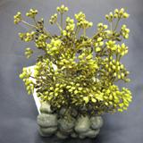 Fluval Chi Plant w/Cobblestone Base Aquarium Ornament