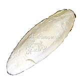 Cuttlebone Bulk Large