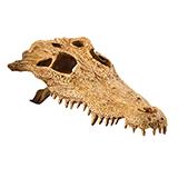 Exo Terra Crocodile Skull Terrarium Ornament