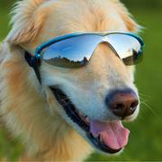K9 Optix Medium Blue Protective Eyeware for Dogs