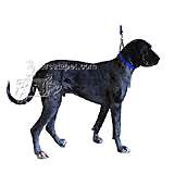 Check Choke 22-34 Blue Flat Nylon