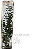 Cardamine Super Plastic Aquarium Plant