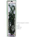 Ambulia Super Plastic Aquarium Plant