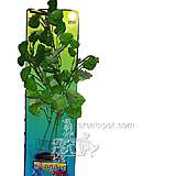 Cardamine XLarge Plastic Aquarium Plant