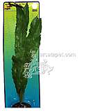 Crispus Sword XLarge Plastic Aquarium Plant