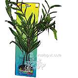 Ammannia Gracilis Bushy Plastic Aquarium Plant