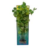 Hydro Cotyle Bushy Plastic Aquarium Plant