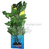 Hygrophila Bushy Plastic Aquarium Plant