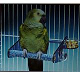 Acrylic Cement Bird Cage Perch Large