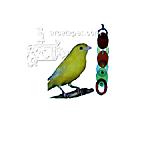 Acrylic Bird Climber Fun Chain Toy