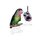 Acrylic Bird Climber Racetrack