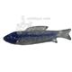 Small Nylabone Puppy Fish Dog Toy