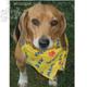 Dog Bandana Cotton-Blend Bow Wow Print