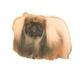 Double Sided Dog Decal Pekingese
