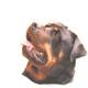 Double Sided Dog Decal Rottweiler