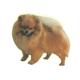 Double Sided Dog Decal Pomeranian