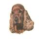 Double Sided Dog Decal Cocker Spaniel