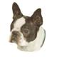 Double Sided Dog Decal Boston Terrier
