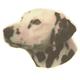 Double Sided Dog Decal Dalmatian