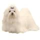 Double Sided Dog Decal Maltese