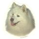 Double Sided Dog Decal Samoyed