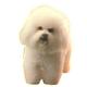 Double Sided Dog Decal Bichon Frise