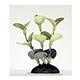 Ammania Foregrounder Silk Aquarium Plant