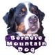 6-inch Vinyl Dog Decal Bernese Mountain Dog Picture